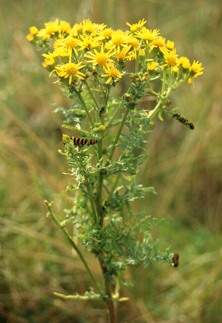 Common Ragwort Montgomeryshire Wildlife Trust common-ragwort-montgomeryshire-wildlife-trust
